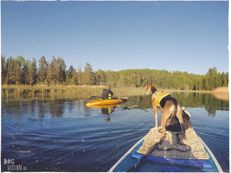 #TongueOutTuesday (23), Fenne Kustermans hondenfotografie, wandelen in Zweden met honden, SUP met honden, www.DOGvision.be