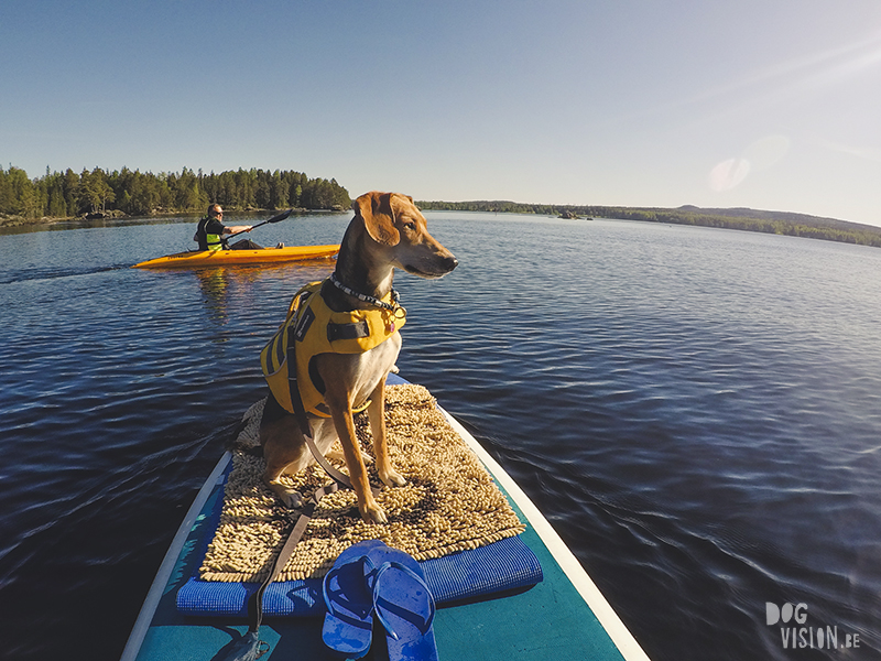 #TongueOutTuesday (23), Fenne Kustermans hondenfotografie, wandelen in Zweden met honden, SUP met honden, www.DOGvision.be