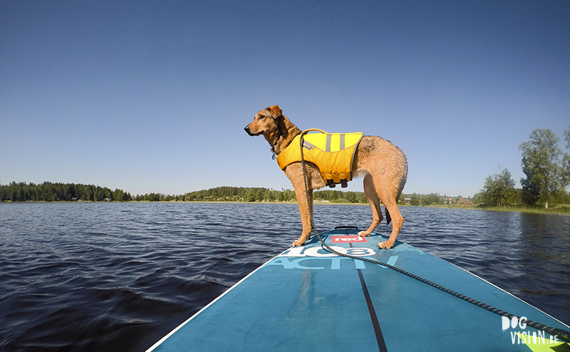 Red paddle sup with dog, ruffwear life jacket, paddling in Sweden with dogs, www.DOGvision.be