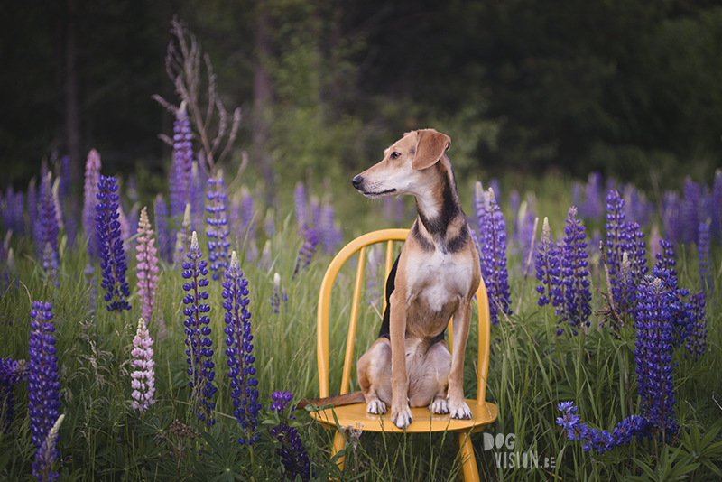 #TongueOutTuesday (26), Fenne Kustermans hondenfotografie in Zweden, www.DOGvision.be