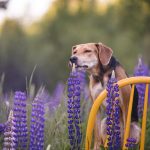 #TongueOutTuesday (26), Fenne Kustermans hondenfotografie in Zweden, www.DOGvision.be
