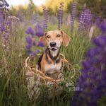 #TongueOutTuesday (28), Fenne Kustermans hondenfotografie, wandelen en kamperen met honden in Zweden, kleurrijke en avontuurlijke hondenfotografie, www.DOGvision.be