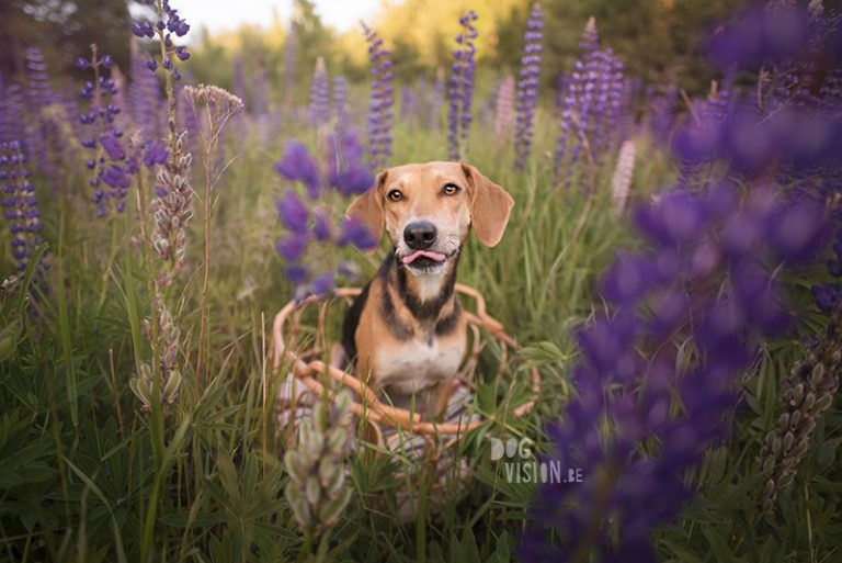 #TongueOutTuesday (28), Fenne Kustermans hondenfotografie, wandelen en kamperen met honden in Zweden, kleurrijke en avontuurlijke hondenfotografie, www.DOGvision.be