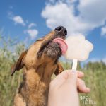 www.DOGvision.be, hondenfotografie, hondenijsje, zomer in Zweden met honden, Fenne Kustermans