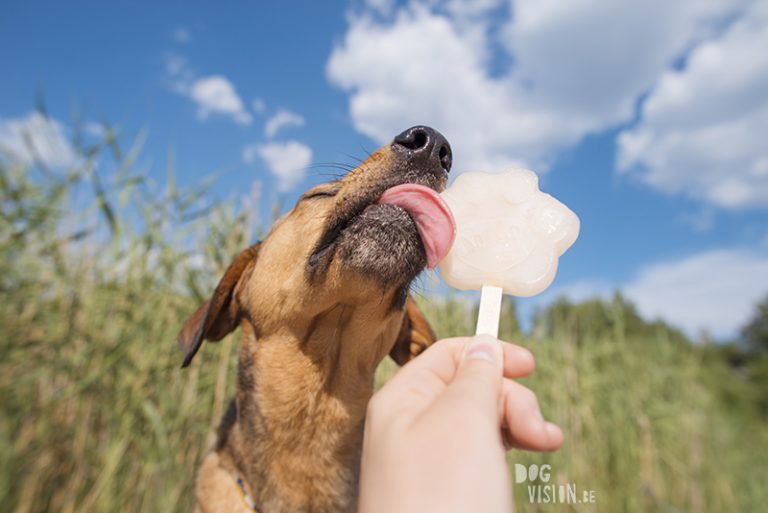 www.DOGvision.be, hondenfotografie, hondenijsje, zomer in Zweden met honden, Fenne Kustermans