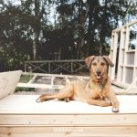 bouwen cabin, Zweden, Zweden blog, hondenfotografie, honden blog, hondenfotografie Zweden, www.DOGvision.be