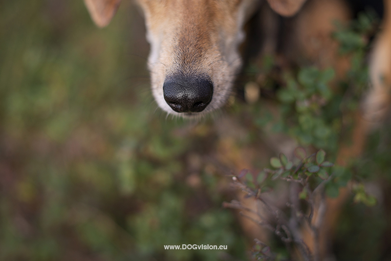 #TongueOutTuesday (38), Fenne Kustermans, hondenfotografie Zweden, Dalarna, wandelen met honden, honden fotograferen in de natuur, www.DOGvision.be