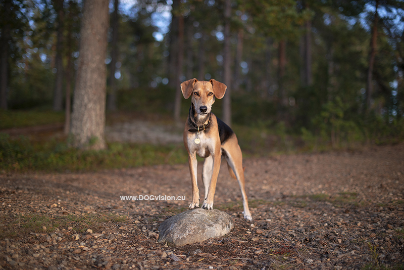 #TongueOutTuesday (38), Fenne Kustermans, hondenfotografie Zweden, Dalarna, wandelen met honden, honden fotograferen in de natuur, www.DOGvision.be