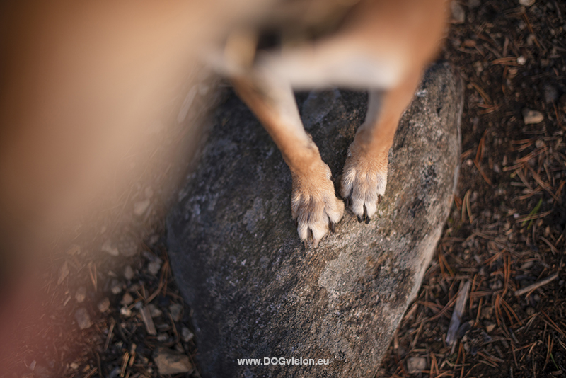 #TongueOutTuesday (38), Fenne Kustermans, hondenfotografie Zweden, Dalarna, wandelen met honden, honden fotograferen in de natuur, www.DOGvision.be