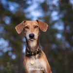 #TongueOutTuesday (38), Fenne Kustermans, hondenfotografie Zweden, Dalarna, wandelen met honden, honden fotograferen in de natuur, www.DOGvision.be