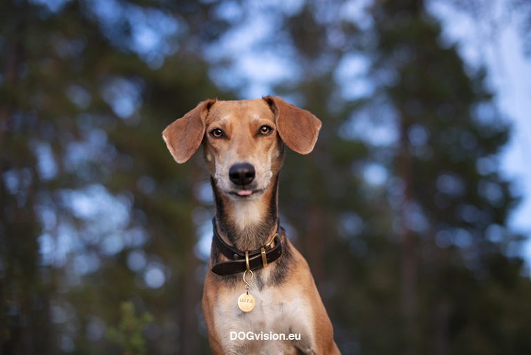 #TongueOutTuesday (38), Fenne Kustermans, hondenfotografie Zweden, Dalarna, wandelen met honden, honden fotograferen in de natuur, www.DOGvision.be