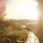 Getest/review: Fujifilm XT4 en hondenfotografie. www.dogvision.be