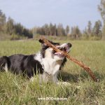 #TongueOutTuesday (40), Fenne Kustermans, hondenfotografie Zweden, Border Collie Mogwai, www.DOGvision.be