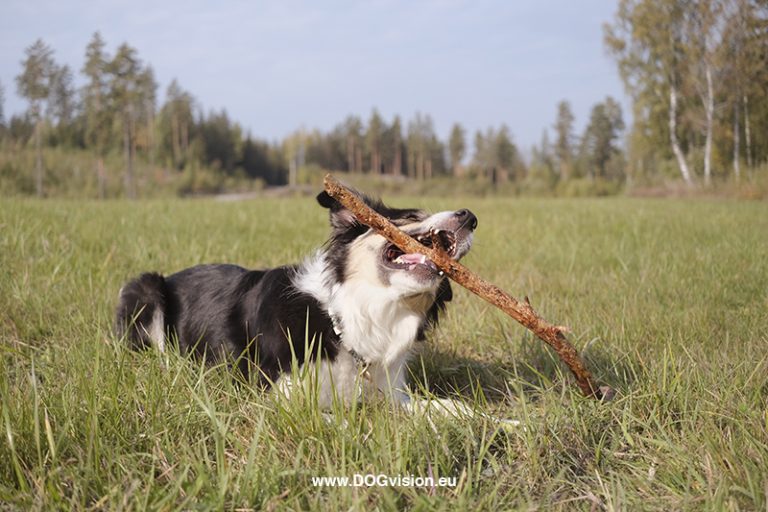 #TongueOutTuesday (40), Fenne Kustermans, hondenfotografie Zweden, Border Collie Mogwai, www.DOGvision.be