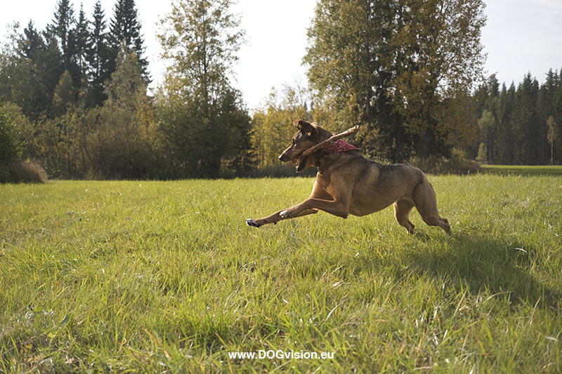 #TongueOutTuesday (40), Fenne Kustermans, hondenfotografie Zweden, Border Collie Mogwai, www.DOGvision.be