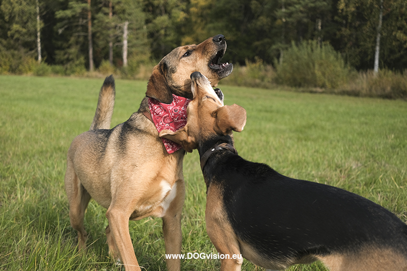 #TongueOutTuesday (40), Fenne Kustermans, hondenfotografie Zweden, Border Collie Mogwai, www.DOGvision.be