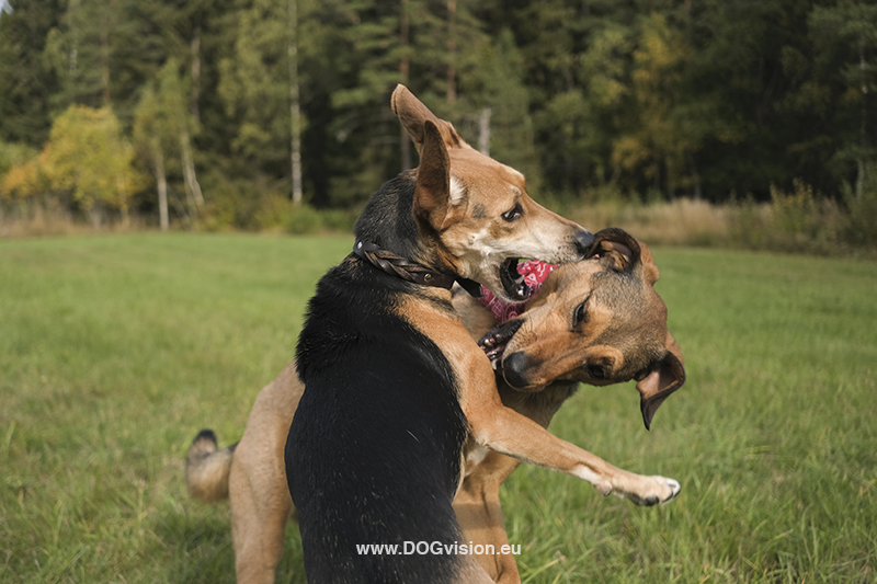 #TongueOutTuesday (40), Fenne Kustermans, hondenfotografie Zweden, Border Collie Mogwai, www.DOGvision.be