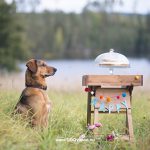 Honden fotografie, honden verjaardag, verjaardagscake voor honden, rescue dog Oona, Dalarna Zweden, www.DOGvision.be