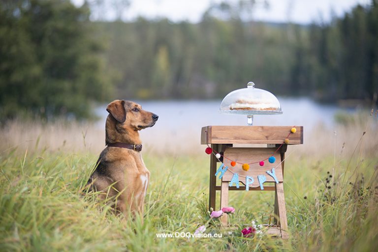 Honden fotografie, honden verjaardag, verjaardagscake voor honden, rescue dog Oona, Dalarna Zweden, www.DOGvision.be