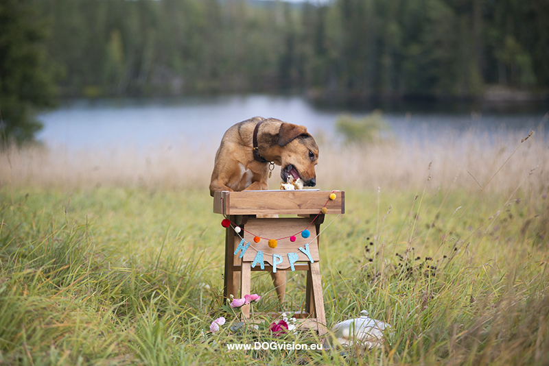 #TongueOutTuesday (39),hondenfotografie project, honden in Zweden, honden verjaardag, www.DOGvision.be