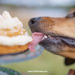 #TongueOutTuesday (39),hondenfotografie project, honden in Zweden, honden verjaardag, www.DOGvision.be