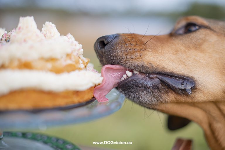 #TongueOutTuesday (39),hondenfotografie project, honden in Zweden, honden verjaardag, www.DOGvision.be