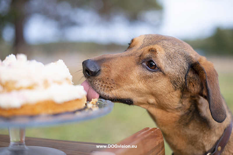 #TongueOutTuesday (39),hondenfotografie project, honden in Zweden, honden verjaardag, www.DOGvision.be