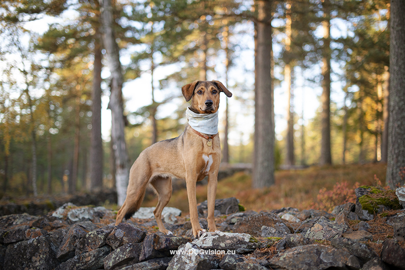 Fenne Kustermans hondenfotografie Zweden, www.DOGvision.be