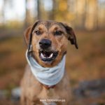 #TongueOutTuesday (42), Fenne Kustermans dog photography Sweden Dalarna. Hiking with dogs in Sweden. www.DOGvision.eu