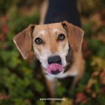 Fenne Kustermans hondenfotografie Zweden, www.DOGvision.be