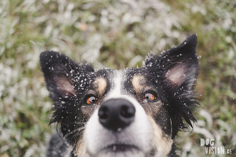 #TongueOutTuesday (43) en de eerste sneeuw, Fenne Kustermans hondenfotografie Zweden, honden fotograferen met Fuji, www.DOGvision.be