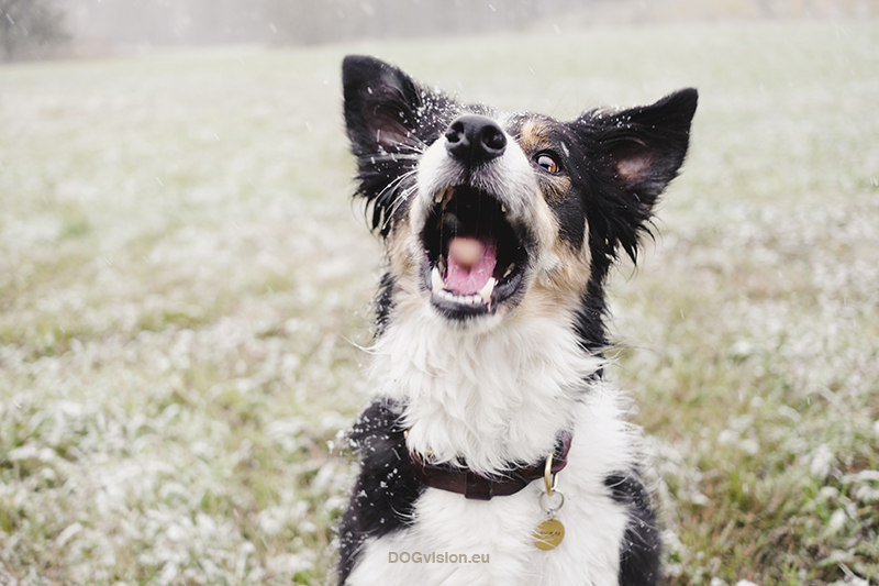 #TongueOutTuesday (43) en de eerste sneeuw, Fenne Kustermans hondenfotografie Zweden, honden fotograferen met Fuji, www.DOGvision.be