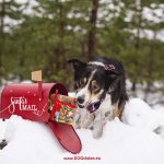 Border Collie Mogwai, Christmas dog photoshoot ideas, Santa's mailbox, dog gifts, snow. www.DOGvision.eu