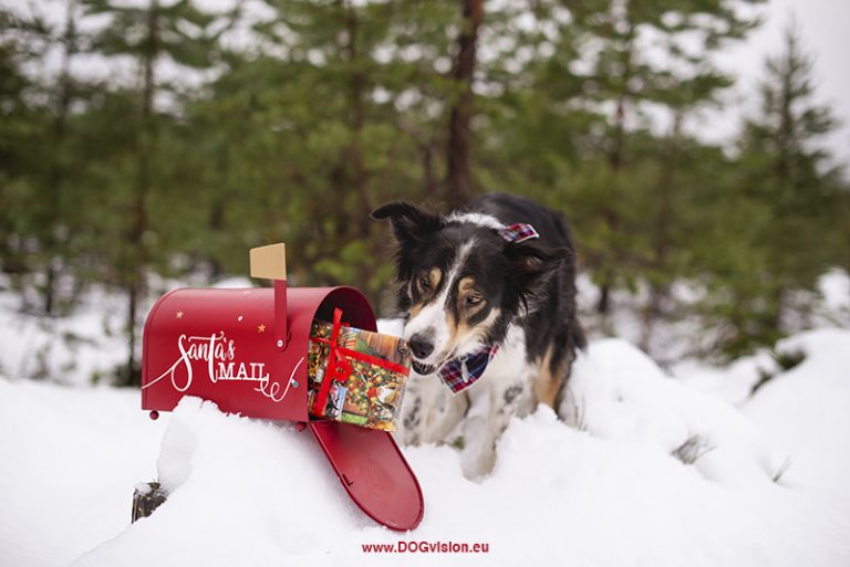 Border Collie Mogwai, Christmas dog photoshoot ideas, Santa's mailbox, dog gifts, snow. www.DOGvision.eu