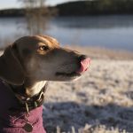 #TongueOutTuesday (53) Fenne Kustermans, hondenfotografie, rescue dog Kreta, Hurtta hondenjas, www.DOGvision.eu