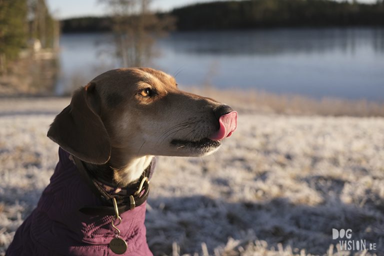 #TongueOutTuesday (53) Fenne Kustermans, hondenfotografie, rescue dog Kreta, Hurtta hondenjas, www.DOGvision.eu