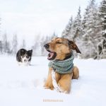 #TongueOutTuesday (04), Fenne Kustermans, honden in Zweden, honden blog, honden in de sneeuw, hondenfotografie. Honden snood, Border Collie. www.DOGvision.be