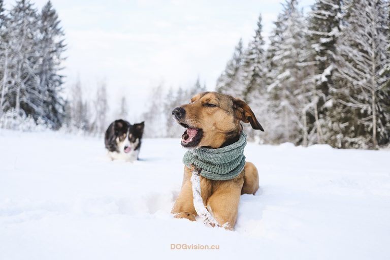 #TongueOutTuesday (04), Fenne Kustermans, honden in Zweden, honden blog, honden in de sneeuw, hondenfotografie. Honden snood, Border Collie. www.DOGvision.be