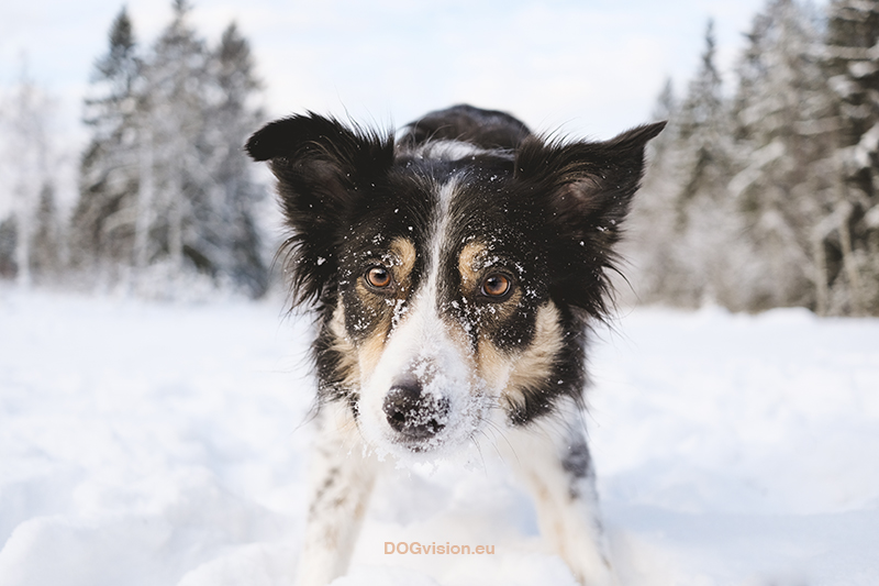 #TongueOutTuesday (04), Fenne Kustermans, honden in Zweden, honden blog, honden in de sneeuw, hondenfotografie. Honden snood, Border Collie. www.DOGvision.be