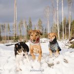 #TongueOutTuesday (04), hondenfotografie Zweden, honden blog, Border Collie, wandelen met honden in Zweden. www.DOGvision.be