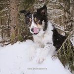 #TongueOutTuesday (06), hondefotografie www.DOGvision.be, honden in Zweden, winter honden, Border Collie