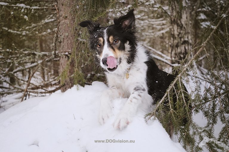 #TongueOutTuesday (06), hondefotografie www.DOGvision.be, honden in Zweden, winter honden, Border Collie