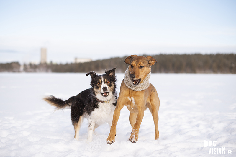 Wandelen over een bevroren meer in Zweden, honenwandeling, honden actie foto in de sneeuw, www.DOGvision.be
