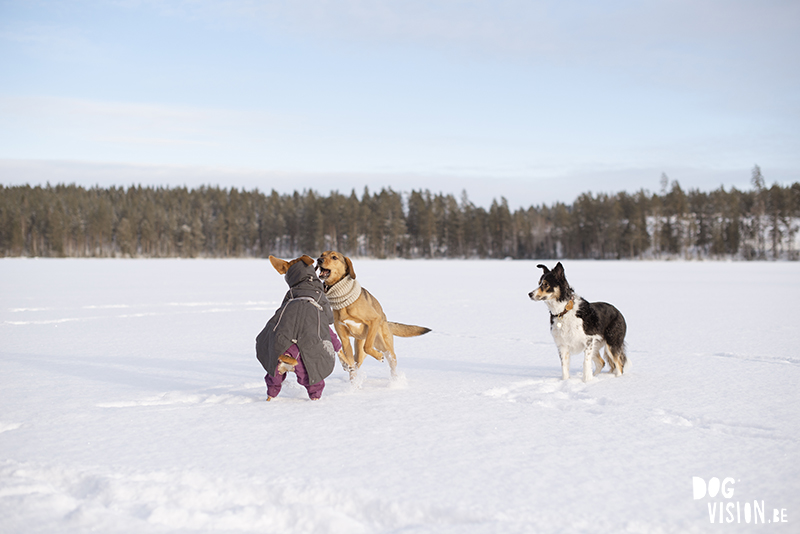 Wandelen over een bevroren meer in Zweden, honenwandeling, honden actie foto in de sneeuw, www.DOGvision.be