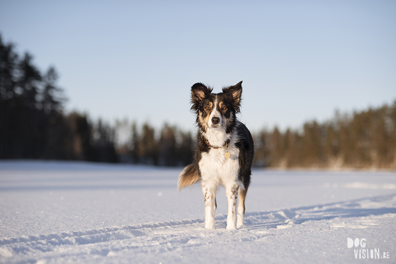 #TongueOutTuesday (08), Fenne Kustermans hondenfotografie, wandelen met honden in Zweden, Winter in Zweden, www.DOGvision.be