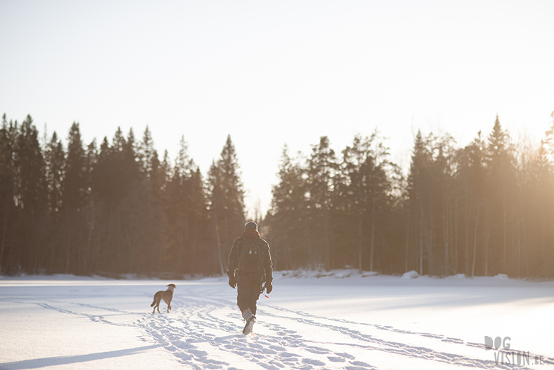#TongueOutTuesday (08), Fenne Kustermans hondenfotografie, wandelen met honden in Zweden, Winter in Zweden, www.DOGvision.be