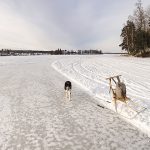 #TongueOutTuesday (08), Fenne Kustermans hondenfotografie, wandelen met honden in Zweden, Winter in Zweden, www.DOGvision.be
