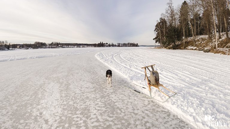 #TongueOutTuesday (08), Fenne Kustermans hondenfotografie, wandelen met honden in Zweden, Winter in Zweden, www.DOGvision.be