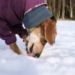 #TongueOutTuesday (07), hondenfotografie, honden in de sneeuw fotograferen, honden in Zweden, www.DOGvision.be
