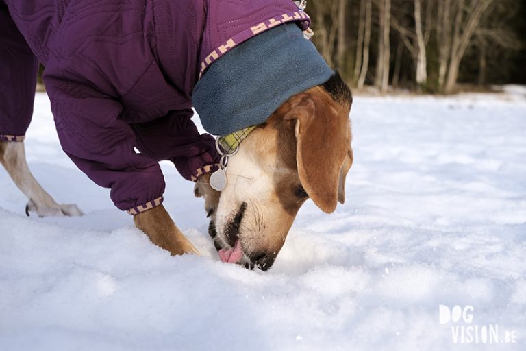 #TongueOutTuesday (07), hondenfotografie, honden in de sneeuw fotograferen, honden in Zweden, www.DOGvision.be